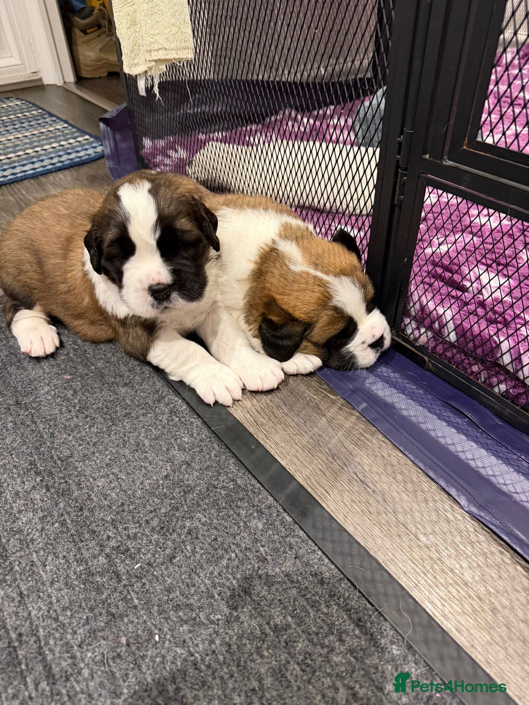 Saint Bernard dogs for sale: 2 beautiful boys for sale - Advert 10