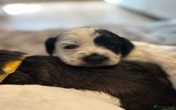 Cockapoo dogs for sale: F1 cockapoos beautiful litter 5 left* - Image 21