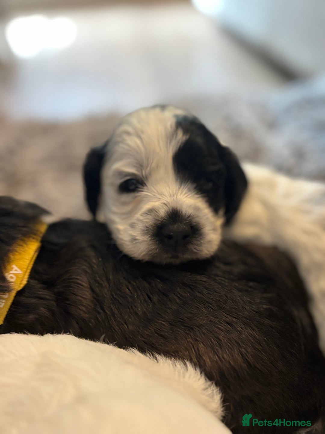 Cockapoo dogs for sale: F1 cockapoos beautiful litter 5 left* - Image 21