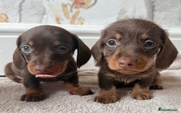 Miniature Dachshund dogs for sale: Quality miniature dachshund puppies  - Image 14