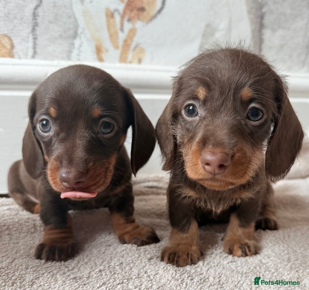 Miniature Dachshund dogs for sale: Quality miniature dachshund puppies  - Image 14