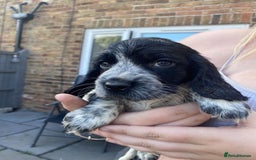 Sprocker dogs for sale: Sprocker pups ready 19th August  - Image 6