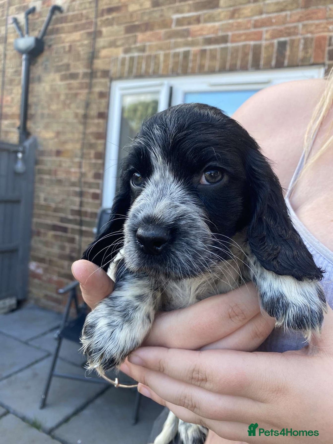 Sprocker dogs for sale: Sprocker pups ready 19th August  - Image 6