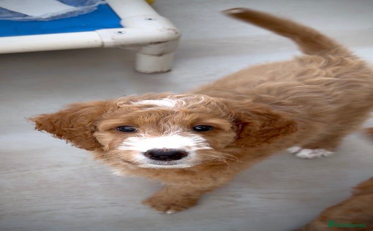 Australian Labradoodle dogs - Advert 6