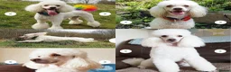 Labradoodle dogs for sale: F1 labradoodle pup. Parents health tested & KC reg - Advert 4