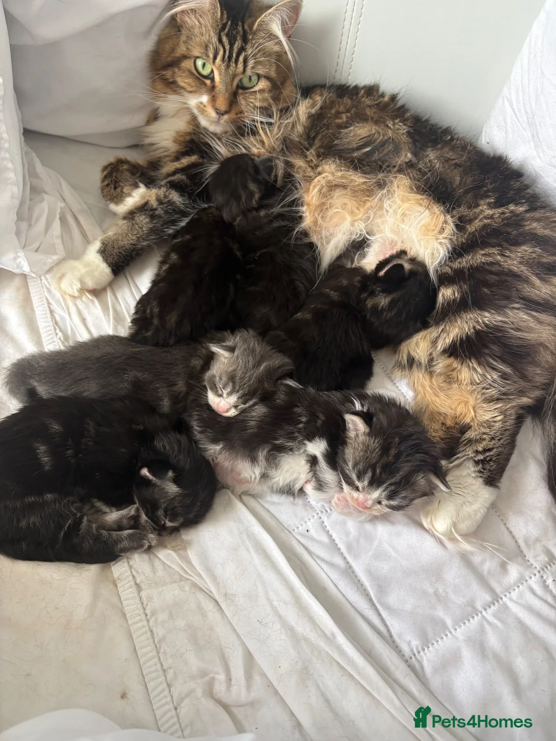 Maine Coon cats for sale: Maine coon kittens  in Winsford - Advert 1