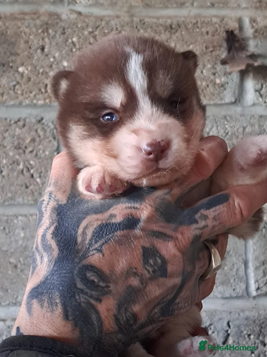 Siberian Husky dogs for sale: 🐾 RARE Husky Puppies–Ready for Their New Homes 🐾 - Advert 4