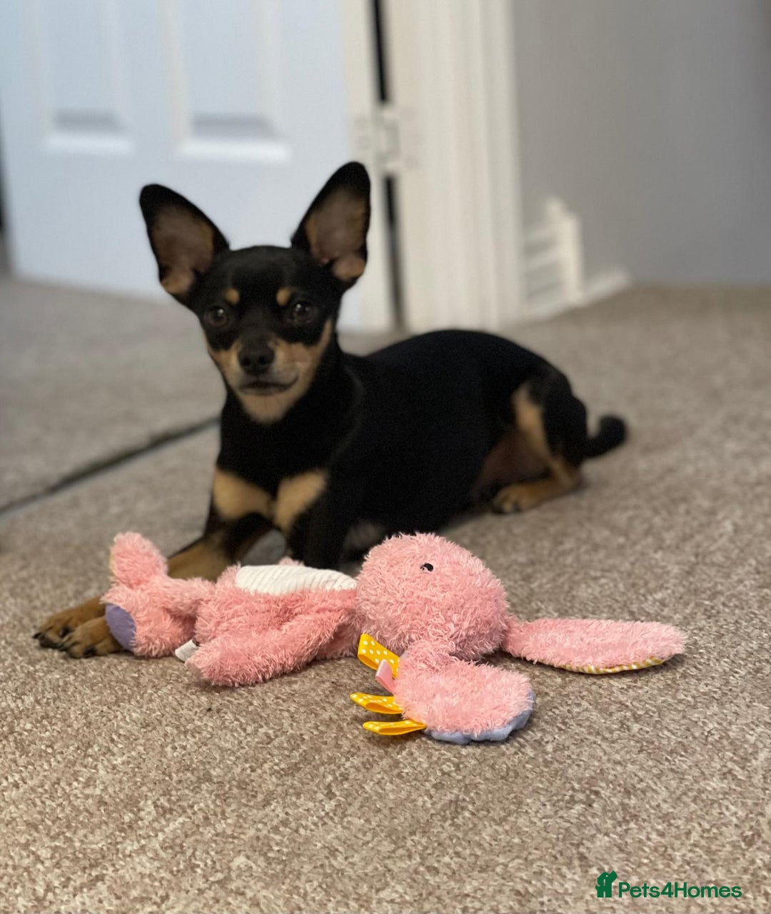 Russian Toy Terrier dogs for stud: Not Proven Stud Looking For Female  - Image 12