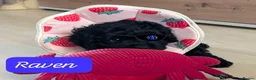 Cavapoochon dogs for sale: Cavapoochons - Advert 25
