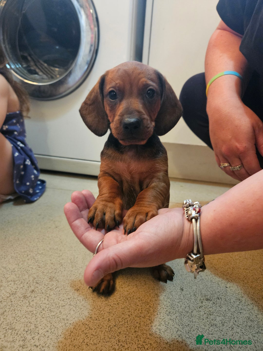 Dachshund dogs for sale: Dachshund puppies for sale  - Image 11