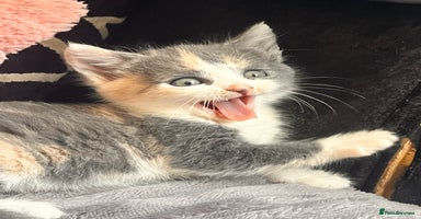 Maine Coon cats - Advert 5