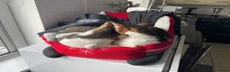Mixed Breed cats for adoption: [Indoors Only] Lex & Luthor - Adorable Brothers! - Advert 3
