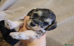 Cockapoo dogs for sale: Super Socialised F1 Cockapoo Puppies. DNA TESTED.  - Image 34