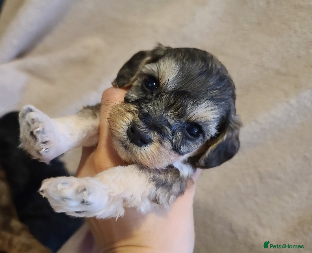 Cockapoo dogs for sale: Super Socialised F1 Cockapoo Puppies. DNA TESTED.  - Image 34