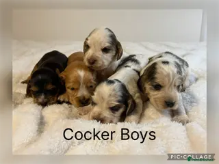 Cocker Spaniel dogs Stunning KC Show Cocker Spaniels - Advert 1