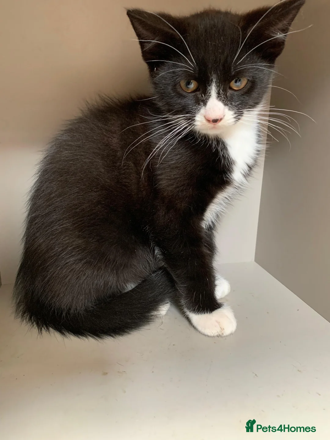 Mixed Breed cats for sale: Tuxedo kitten  - Advert 1