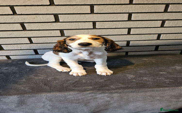 Saluki dogs - Advert 1