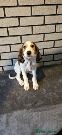 Saluki dogs - Advert 1