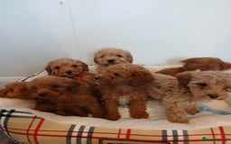 Cockapoo dogs for sale: Adorable F1B red cockapoo puppies  - Image 28