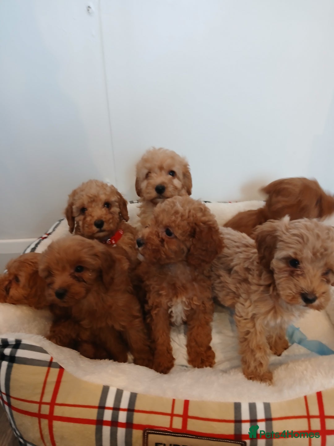 Cockapoo dogs for sale: Adorable F1B red cockapoo puppies  - Image 28