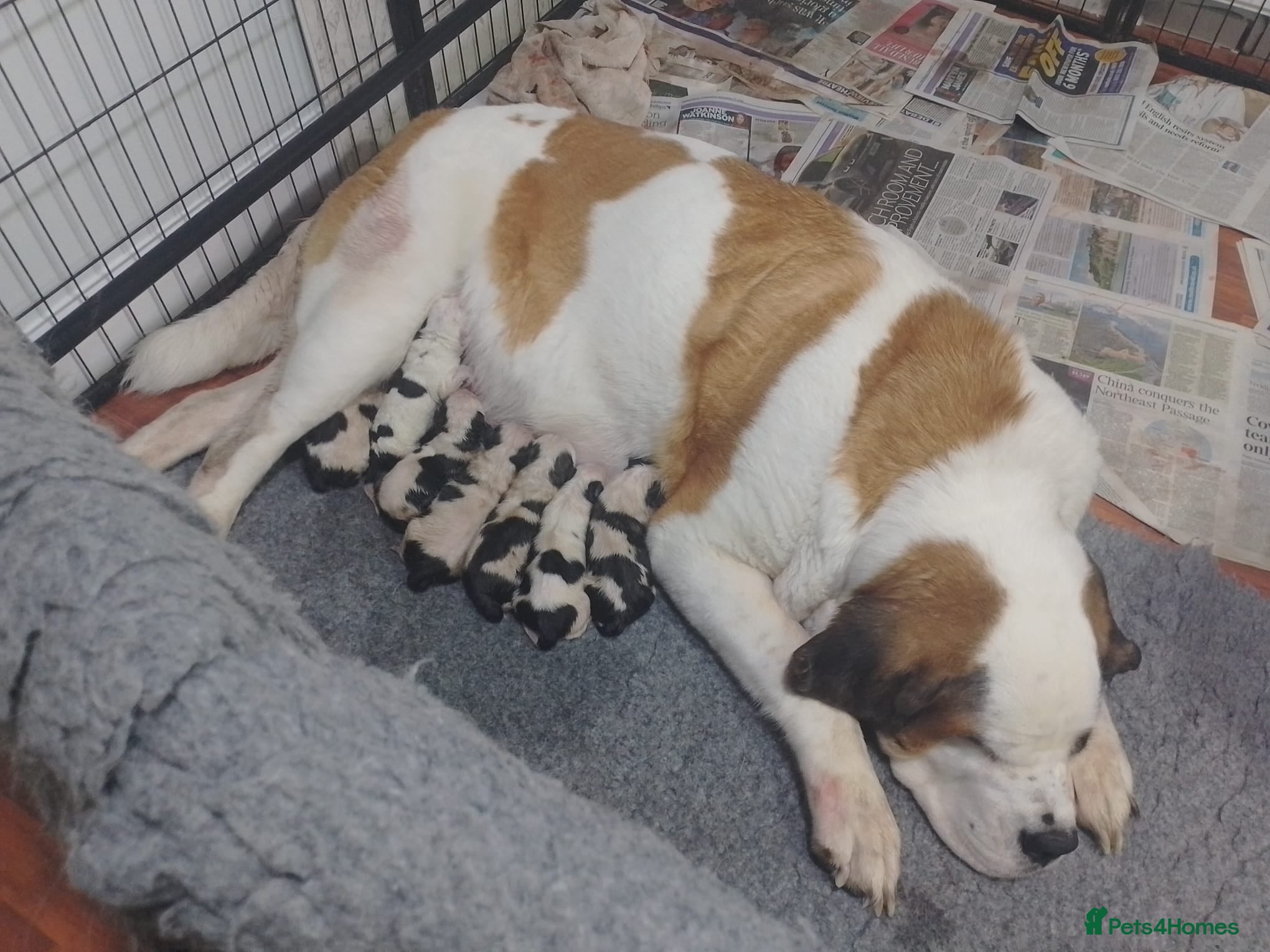 Saint Bernard dogs Saint Bernard only 2 BOYS - Advert 3