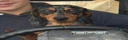 Miniature Dachshund dogs for stud: Fully health tested Stud - Lord Silvernickel Buck  - Advert 2