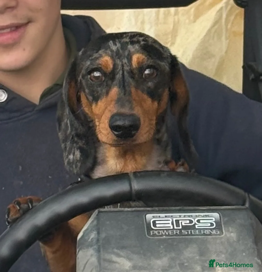 Miniature Dachshund dogs for stud: Fully health tested Stud - Lord Silvernickel Buck  - Advert 2
