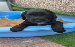 Cocker Spaniel dogs for sale: KC DNA SHOW TYPE COCKER SPANIEL!!  - Image 19