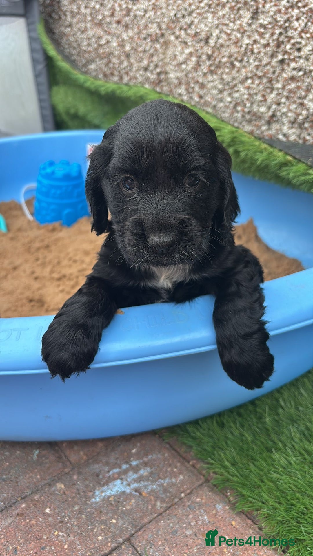 Cocker Spaniel dogs for sale: KC DNA SHOW TYPE COCKER SPANIEL!!  - Image 19