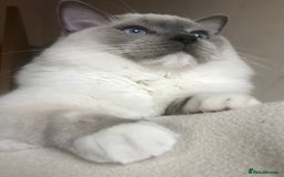 Ragdoll cats for stud: GCCF & TICA registered stud, champion bloodline    in London - Image 13