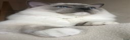 Ragdoll cats for stud: GCCF & TICA registered stud, champion bloodline    in London - Advert 13