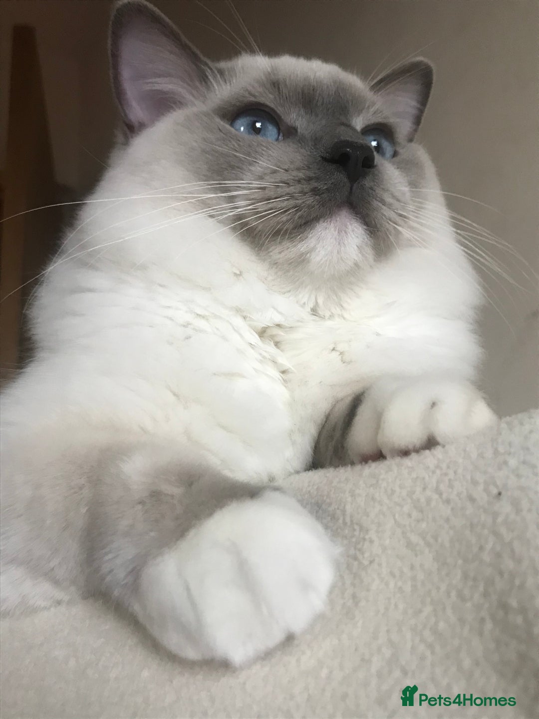Ragdoll cats for stud: GCCF & TICA registered stud, champion bloodline    in London - Image 13