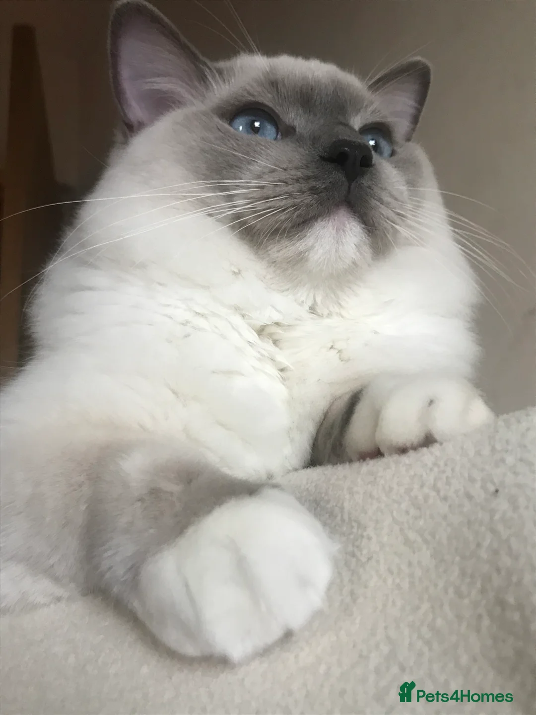 Ragdoll cats for stud: GCCF & TICA registered stud, champion bloodline    in London - Advert 13