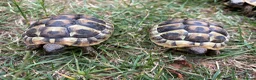 Hermann Tortoise reptiles for sale: Herman Tortoise 4 years (born 10/09/2022) - Advert 5
