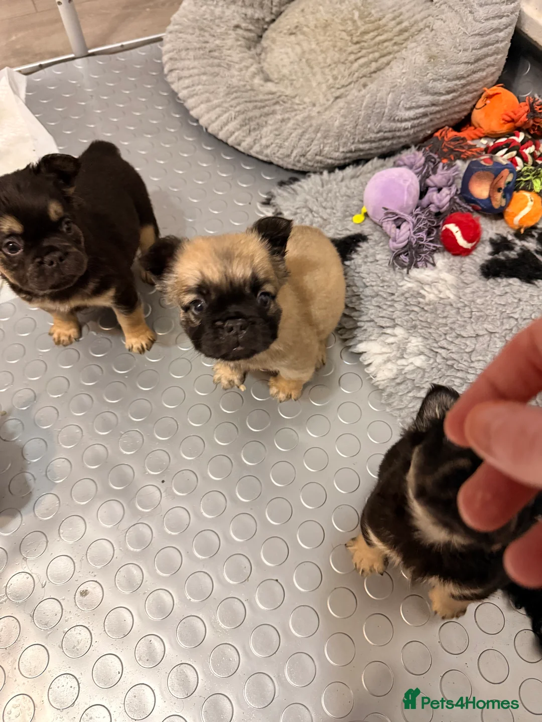 French Bulldog dogs for sale: Reduced 1 Female visual fluffy - Ready now - Advert 22