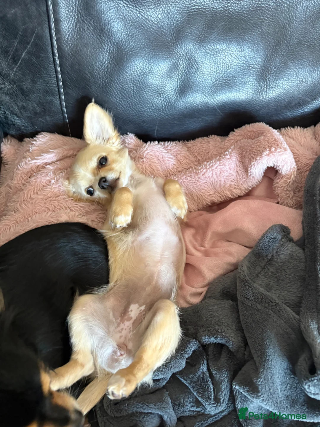 Chihuahua dogs for sale: Long coat chihuahua puppy  in Harlow - Advert 2