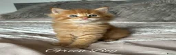 Maine Coon cats for sale: GCCF Registered Maine Coon Kittens - Advert 14