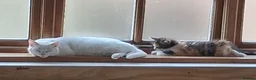 Domestic Shorthair cats for sale: Kitten ready to leave with toys - Advert 1