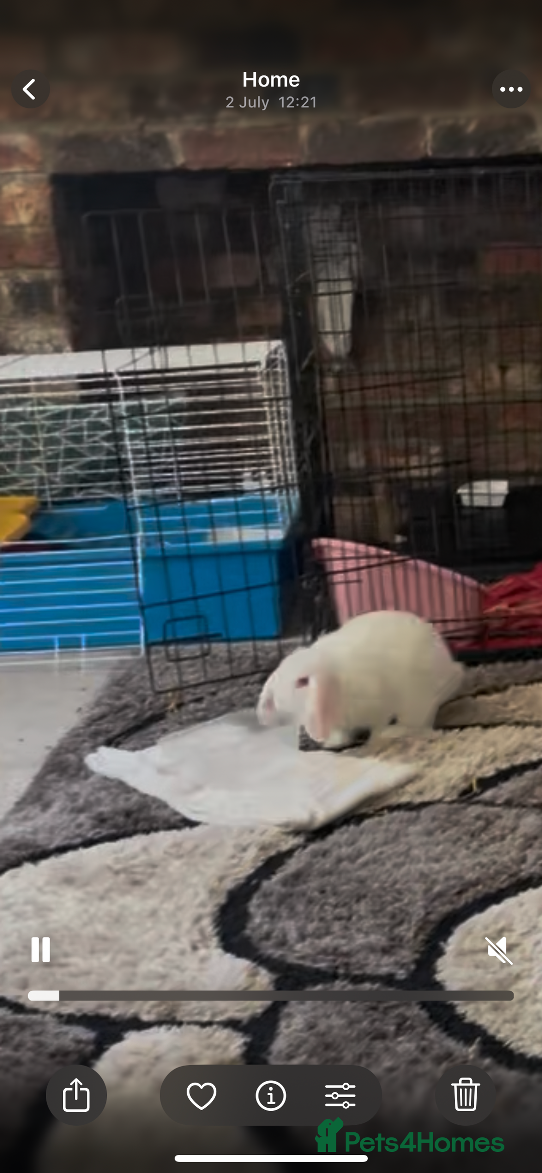 Mini Lion Lop rabbits for sale: 3 female dwarf one female mini lip  - Image 11