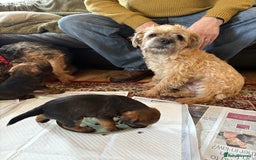 Border Terrier dogs for sale: Border terrier pups - Image 9