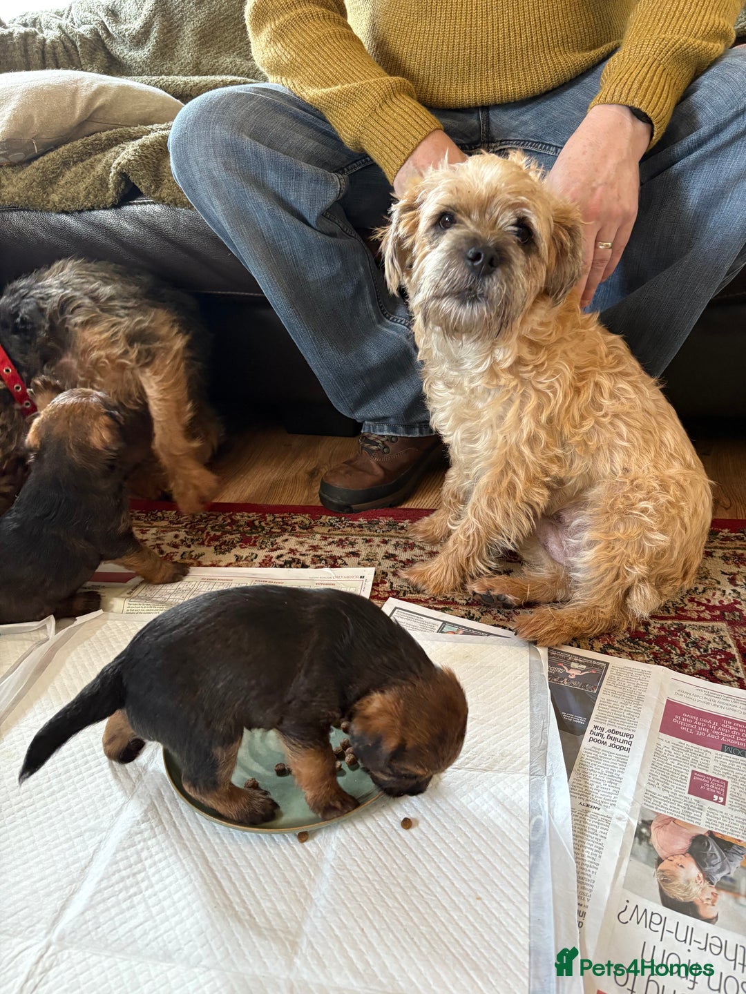 Border Terrier dogs for sale: Border terrier pups - Image 9