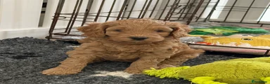 Australian Labradoodle 1