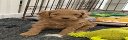 Australian Labradoodle dogs for sale: Genuine Australlian Labradoodles ( WALA reg)  - Advert 3