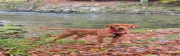 Labrador Retriever dogs for stud: Fox Red Labrador Retriever for Stud - Advert 3