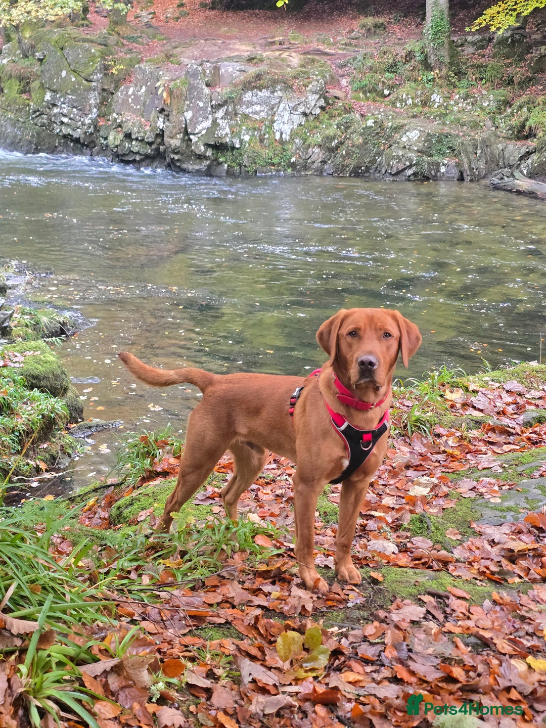 Labrador Retriever dogs for stud: Fox Red Labrador Retriever for Stud - Image 2