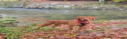 Labrador Retriever dogs for stud: Fox Red Labrador Retriever for Stud - Advert 4