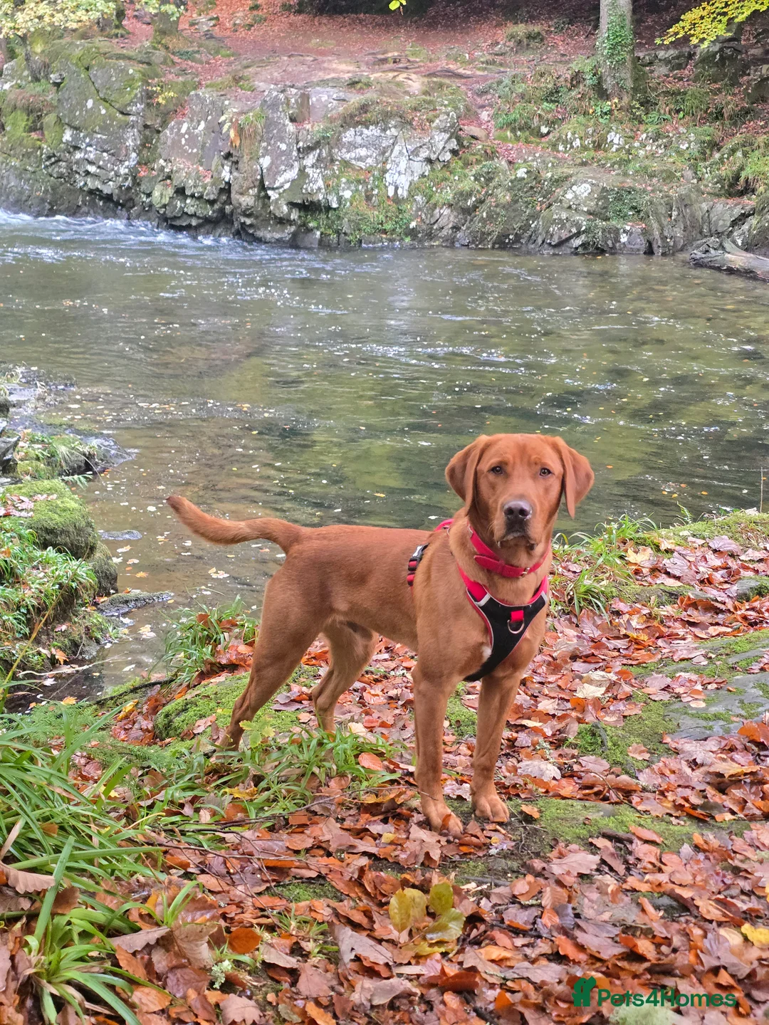 Labrador Retriever dogs for stud: Fox Red Labrador Retriever for Stud - Advert 4