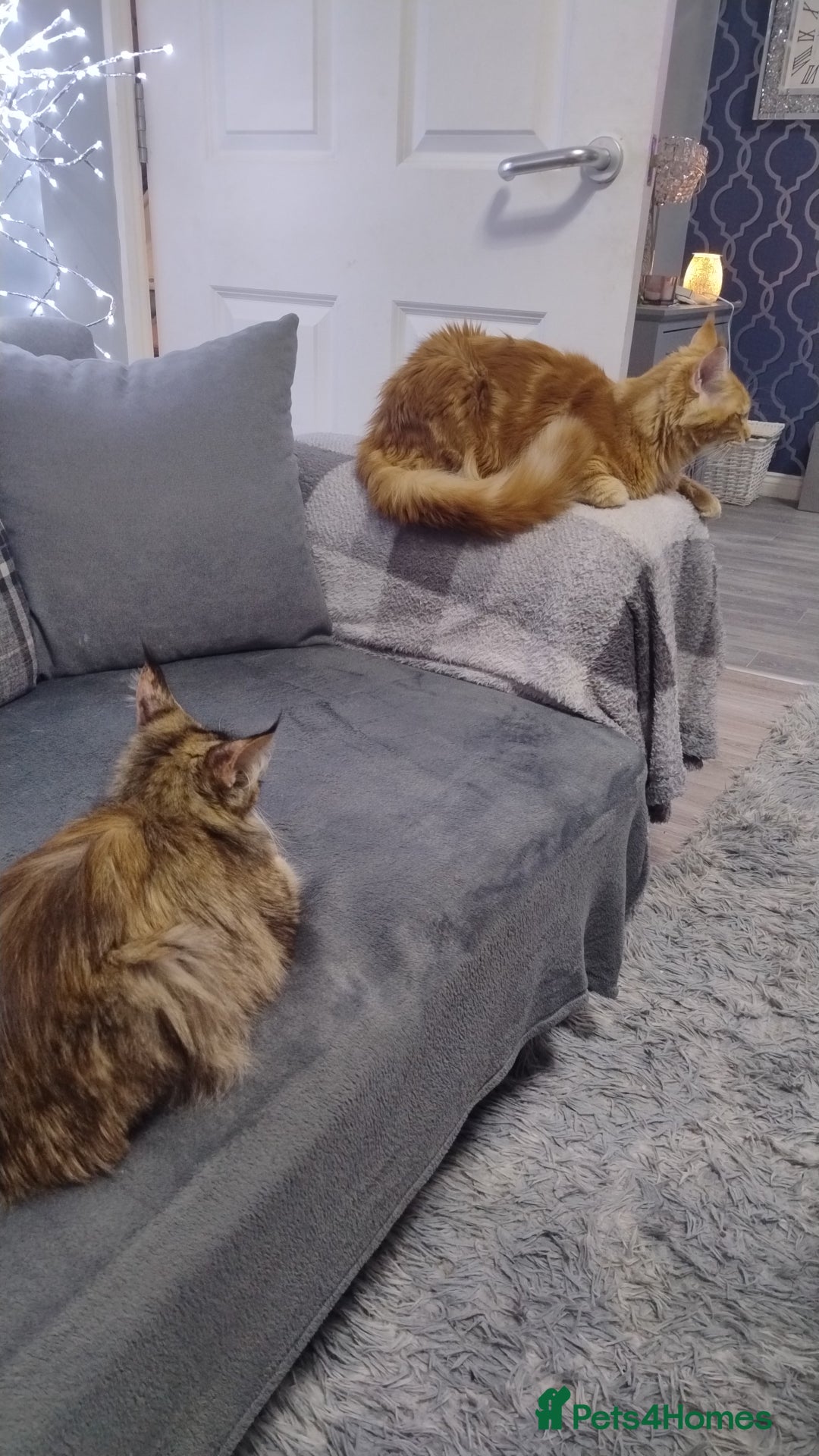 Maine Coon cats for sale: LAST 2! Ginger Girl & Boy full Maine Coon Kittens - Advert 14