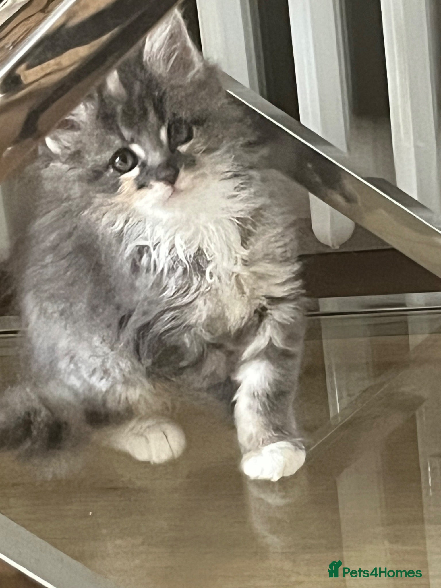 Maine Coon cats Pure breed Maine coon kitten  - Advert 10