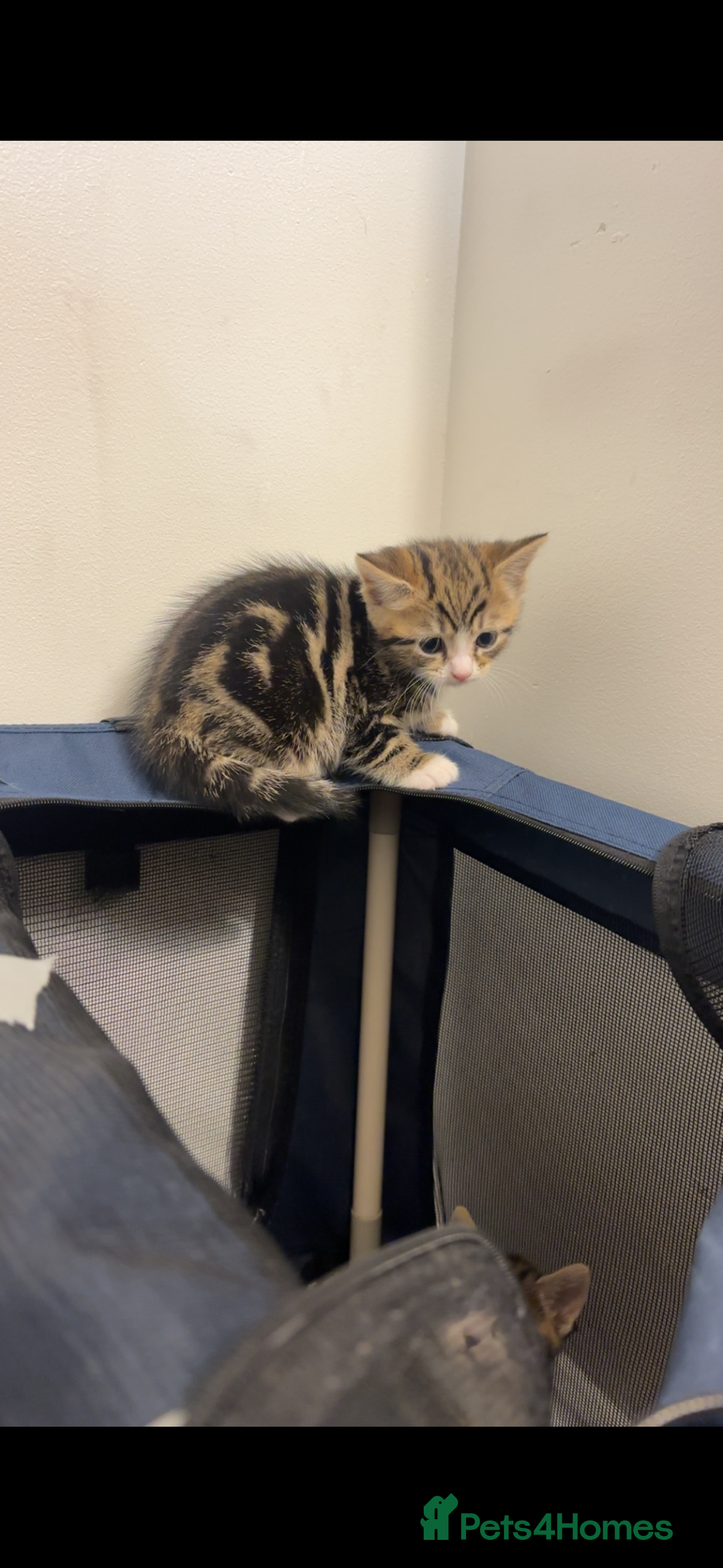 American Shorthair cats for sale: Kittens for Sale - Advert 7